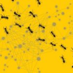 Анализ поведения колонии муравьев может дать лучшие алгоритмы для сетевых коммуникаций