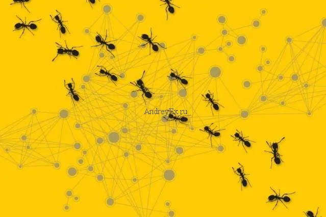 Анализ поведения колонии муравьев может дать лучшие алгоритмы для сетевых коммуникаций
