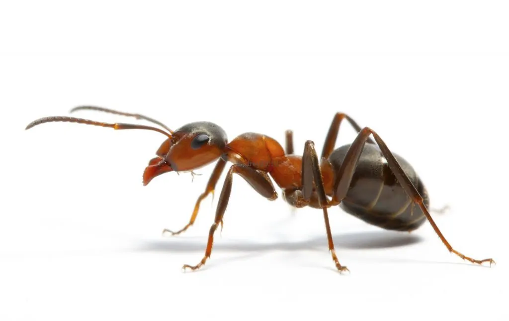 муравьи и компьютерное моделирование
