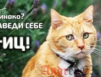 Увеличение ТИЦ бесплатно