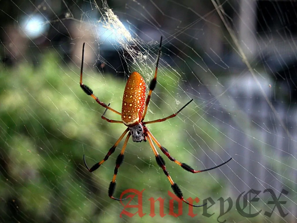паук Nephila - золотопряд