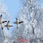 Переход на Linux. Графическая среда