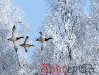 Переход на Linux. Графическая среда