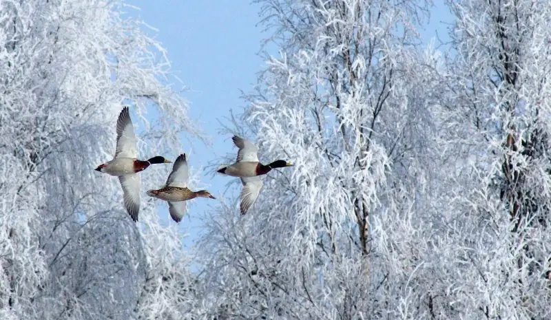 Переход на Linux. Графическая среда