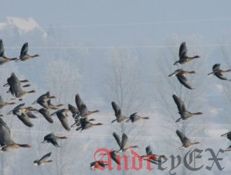 Переход на Linux. Командная строка