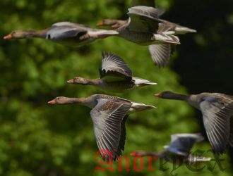 Переход на Linux. Сетевые и системные настройки