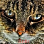 Команда Cat в Linux. Основные и расширенные примеры