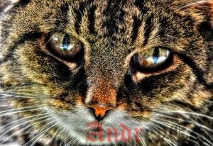 Cat что это linux. Смотреть фото Cat что это linux. Смотреть картинку Cat что это linux. Картинка про Cat что это linux. Фото Cat что это linux