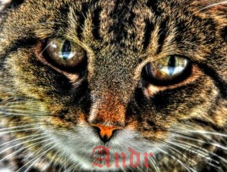 Команда Cat в Linux. Основные и расширенные примеры