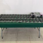 Таможня Гонконга конфисковала 70 видеокарт Nvidia и лобстеров на сумму около 75 500 долларов