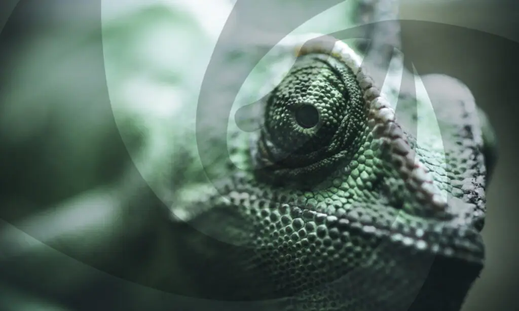 openSUSE удаляет рабочий стол Deepin из своих дистрибутивов в целях безопасности