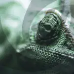 openSUSE удаляет рабочий стол Deepin из своих дистрибутивов в целях безопасности