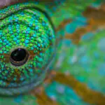 openSUSE: разные оттенки зеленого ... и немного критики в адрес самокритики