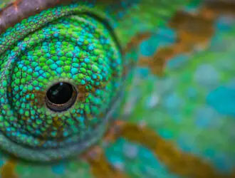 openSUSE: разные оттенки зеленого ... и немного критики в адрес самокритики