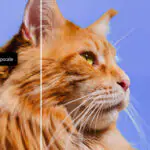 Adobe расширяет возможности Firefly с помощью искусственного интеллекта для аудио и видео